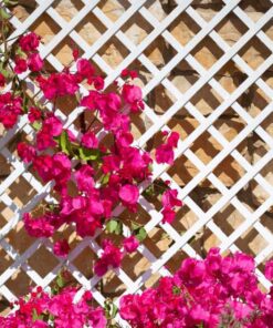 celosia-extensible-pvc-9