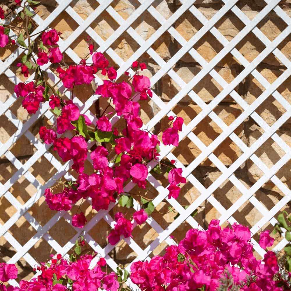 celosia-extensible-pvc-9 celosia-extensible-pvc-9
