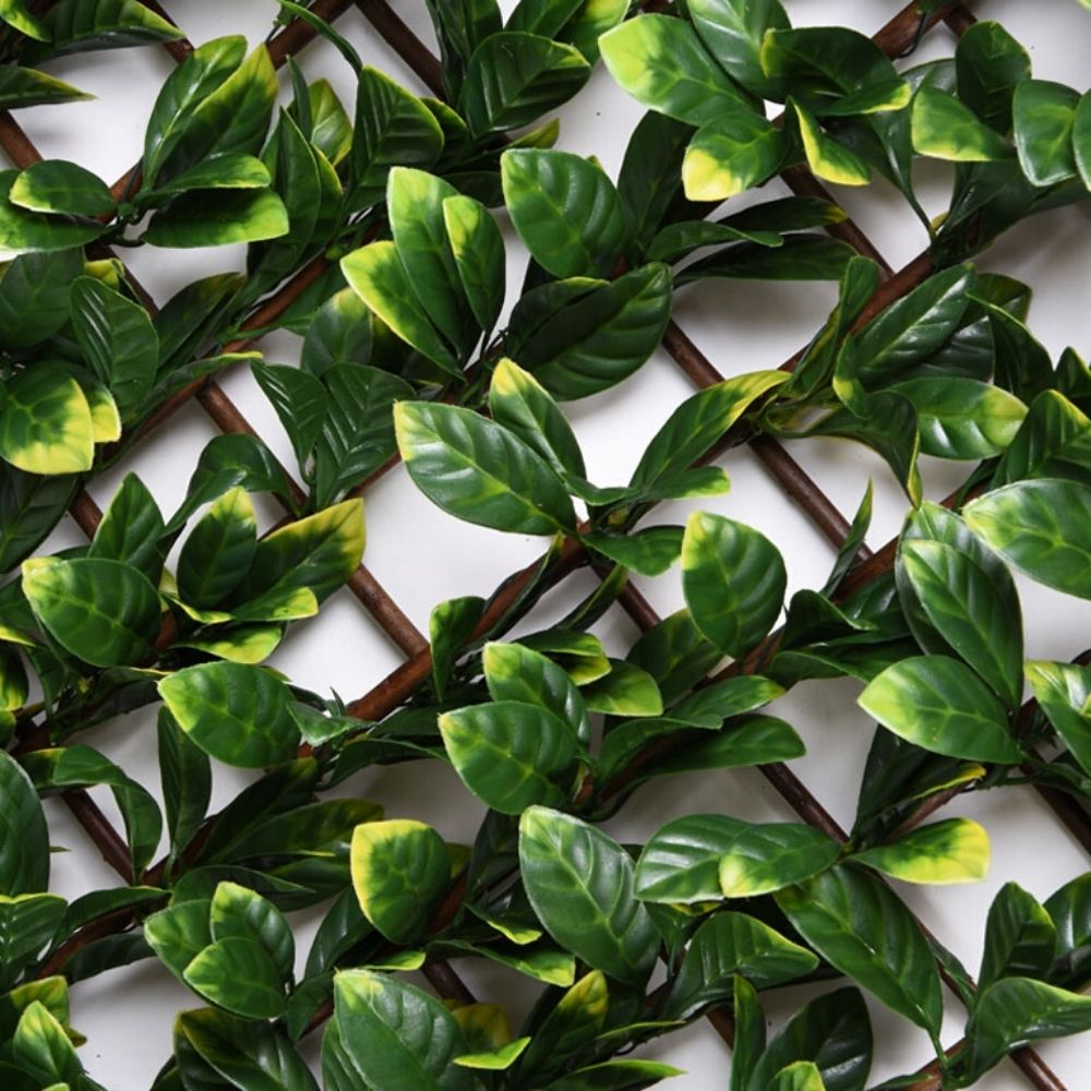 1-CELOSIA-MIMBRE-HOJAS-DE-LAUREL-Faura-1