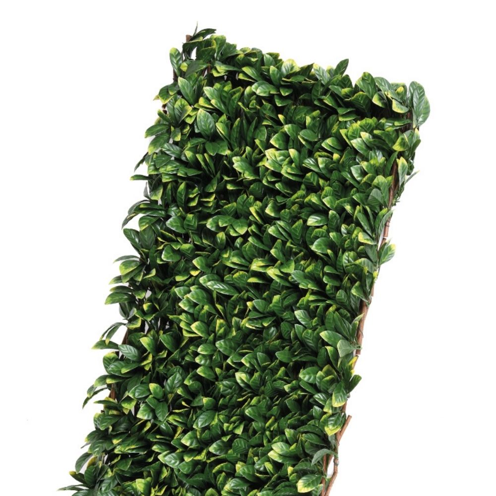 1-CELOSIA-MIMBRE-HOJAS-DE-LAUREL-faura-2 CELOSIA-MIMBRE HOJAS DE LAUREL