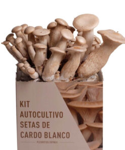 kit-autocultivo-setas-de-cardo-blanco-pleurotus-eryngii-gardeneas-2