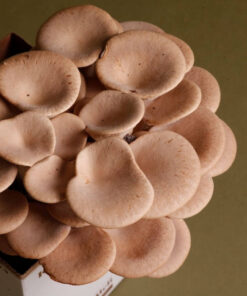 kit-autocultivo-setas-de-cardo-blanco-pleurotus-eryngii-gardeneas