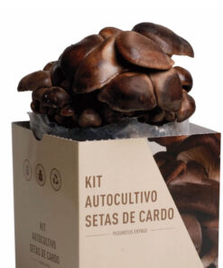 kit-autocultivo-setas-de-cardo-pleurotus-eryngii-gardeneas-2