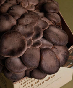 kit-autocultivo-setas-de-cardo-pleurotus-eryngii-gardeneas