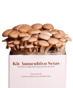 kit-autocultivo-setas-de-chopo-gardeneas