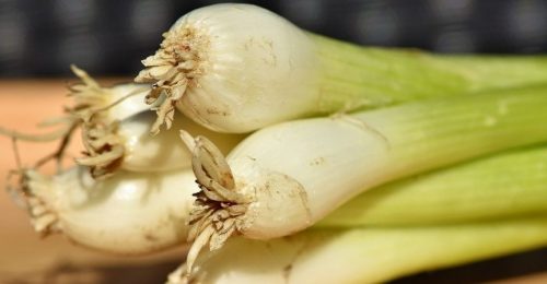 web-blog-puerro-cultivar-mayo