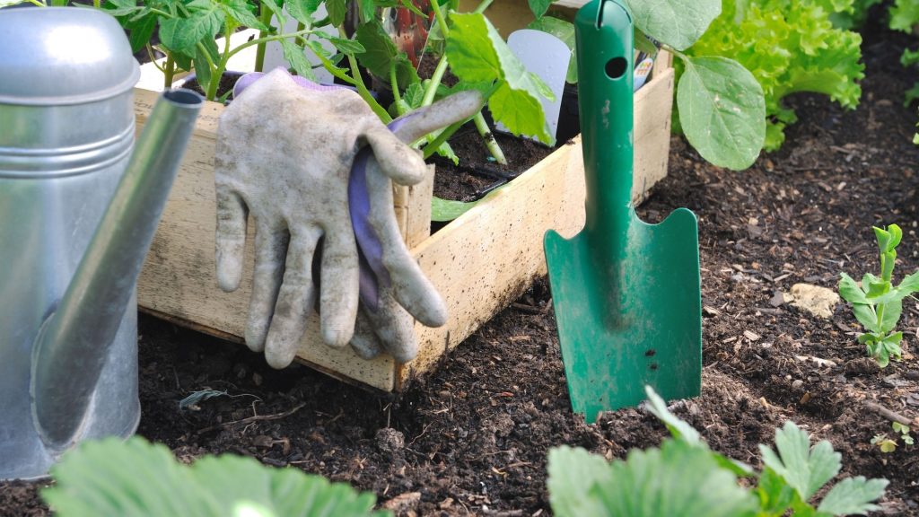 Cómo-cuidar-tus-plantas-en-verano