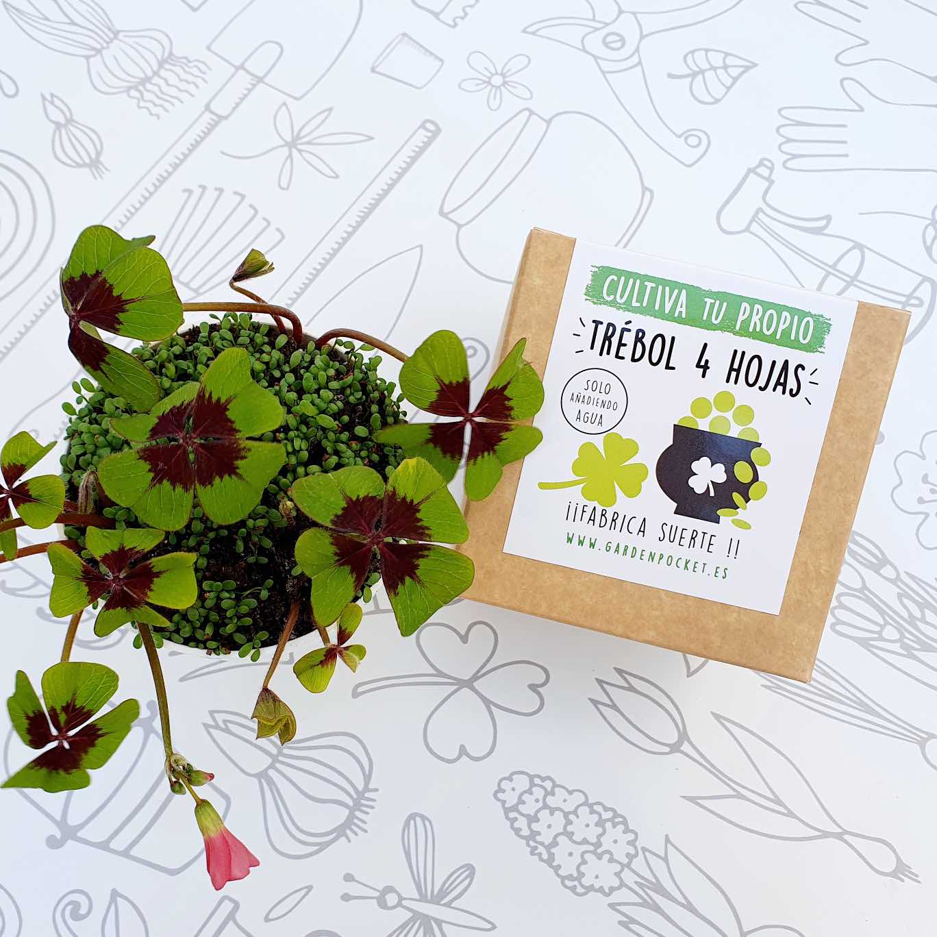 kit-semillero-brotes-pocket-trebol-4-hojas-3