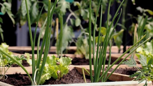 T3-BANNER-Blog-Cultivar-en-junio