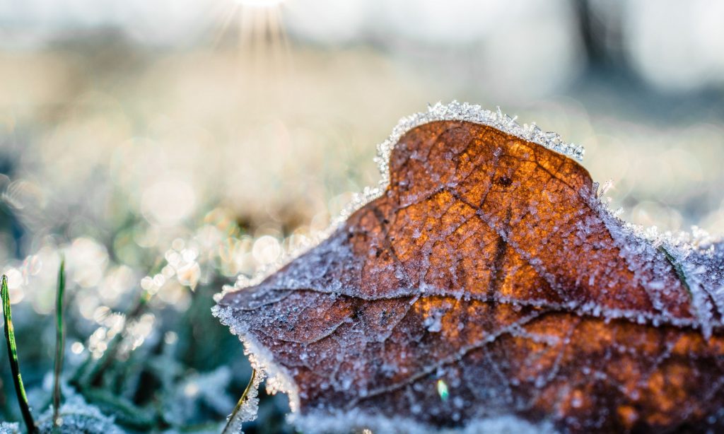 cuidar-tu-jardin-en-invierno