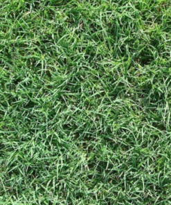 semillas-de-césped-común-03