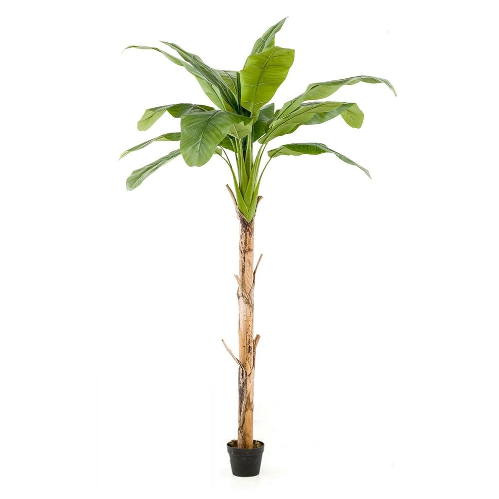 árbol-platanero-de-155-cm