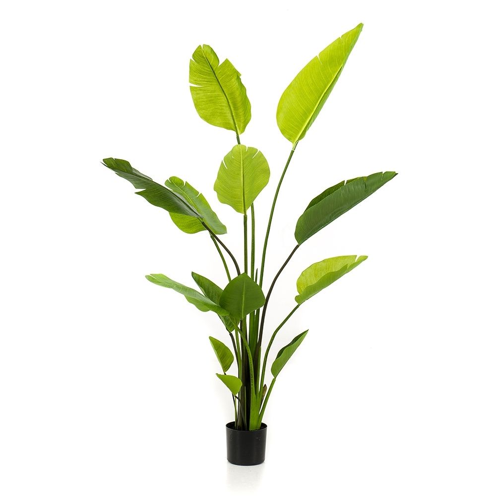 árbol-strelitzia-nicolai-de-150-cm