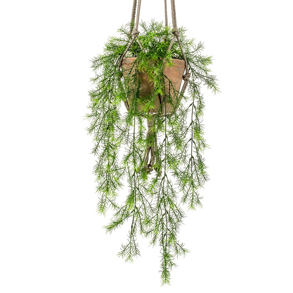 asparagus-sprengeri-colgante-de-techo