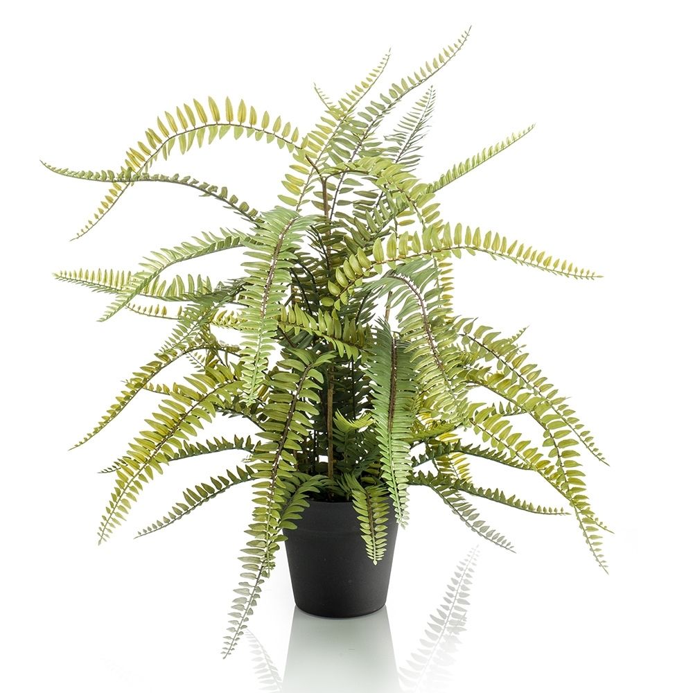 helecho-boston-de70-cm