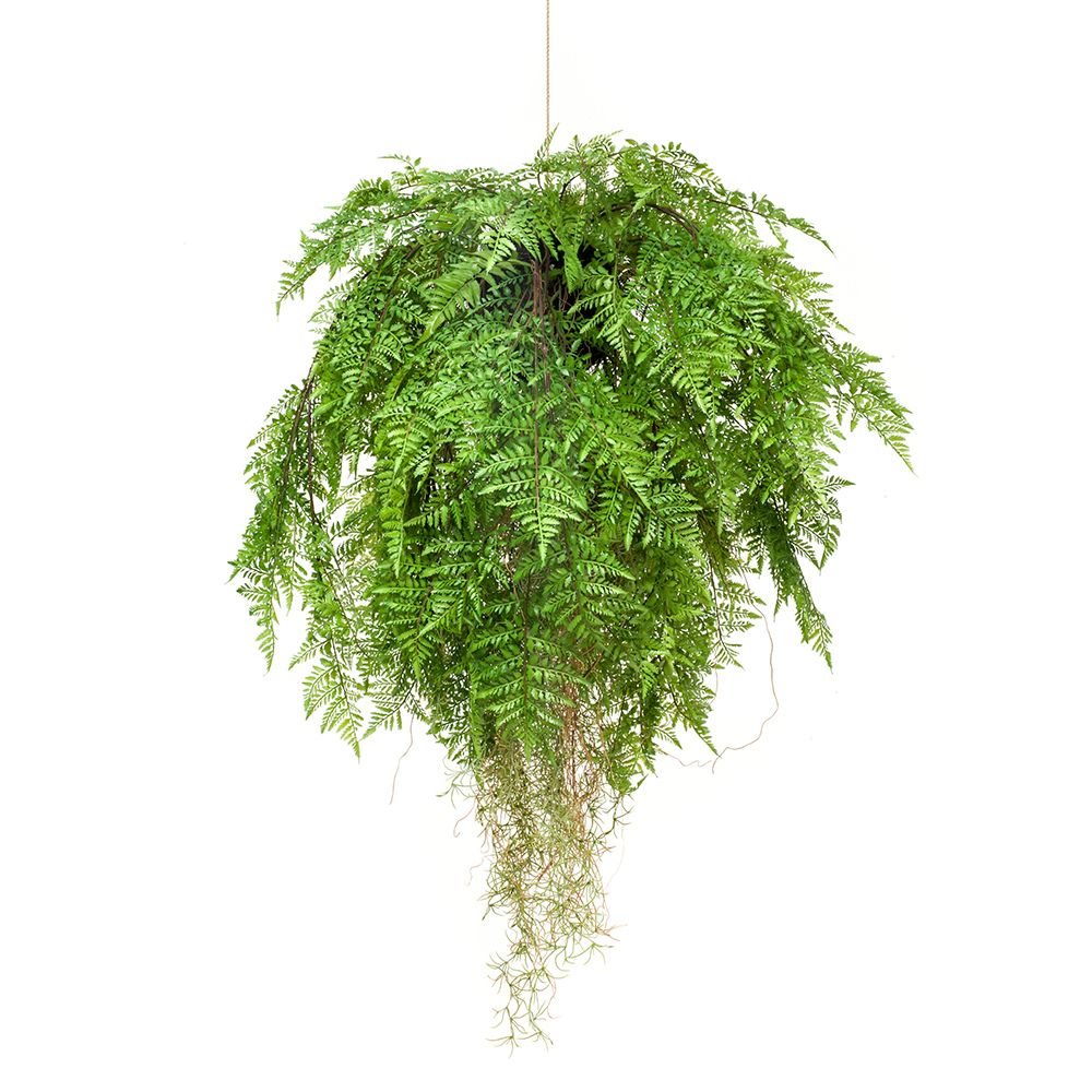 helecho-colgante-con-raíces-80