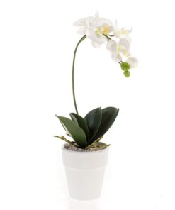 orquidea-blanca