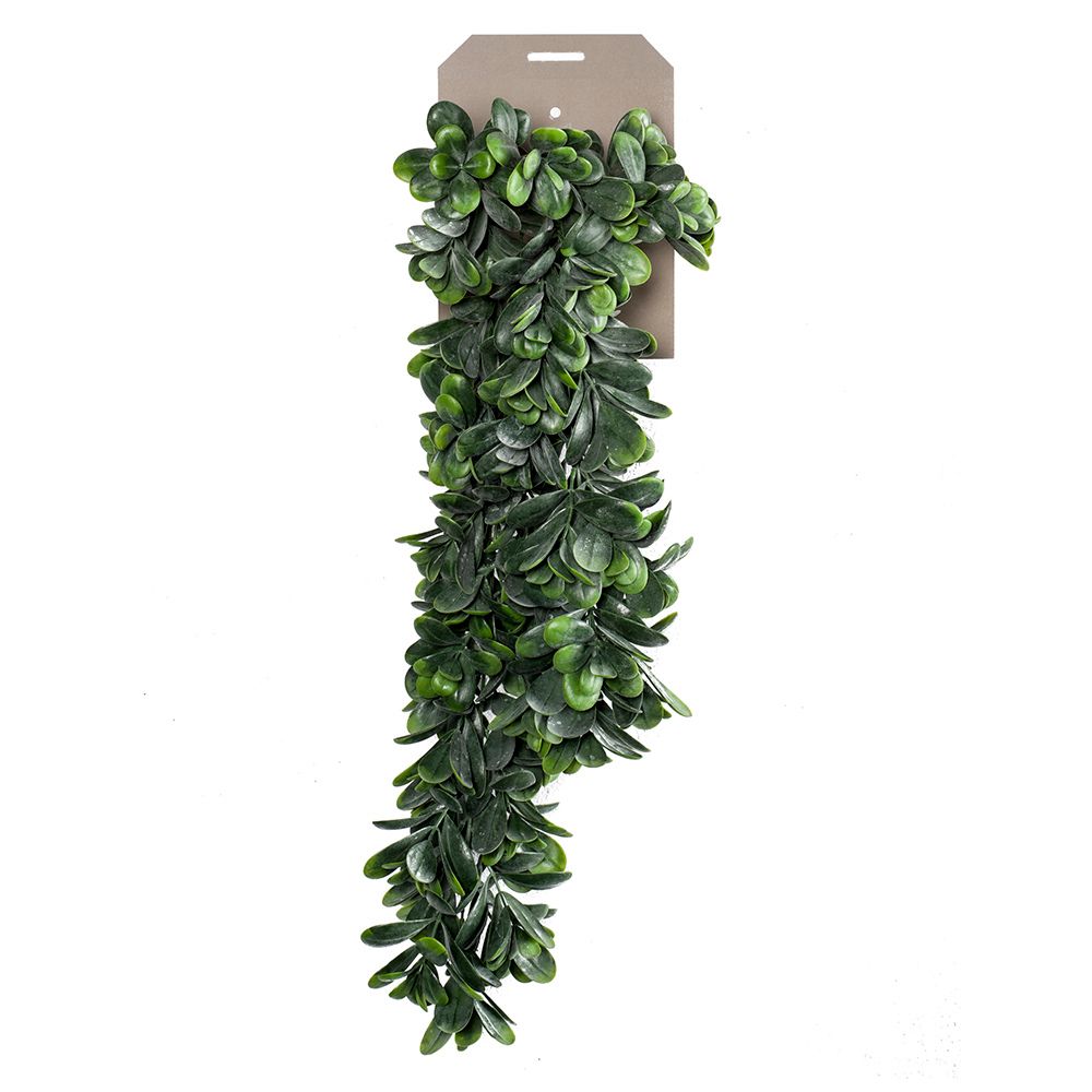 planta-colgante-crassula-ovata