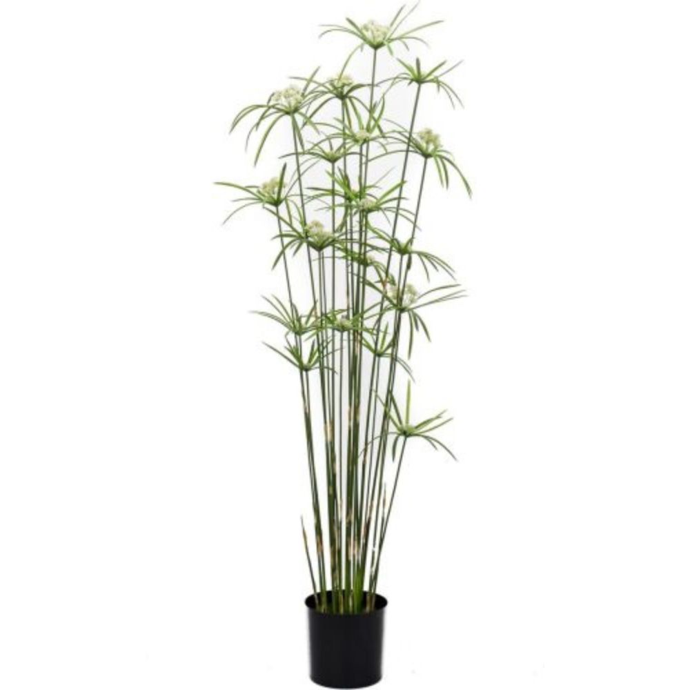 planta-cyperus-de-150-cm-de-altura-incluye-macetero-basico-de-195-cm