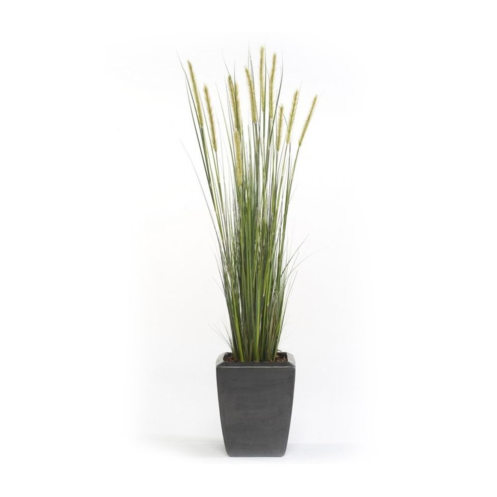planta-junco-espiga-estrecha-de-185-cm