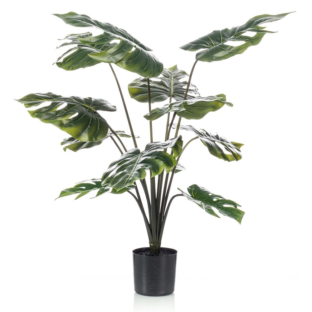 planta-monstera-80-cm