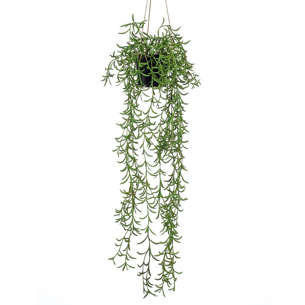 senecio-radicans-colgante-de-techo