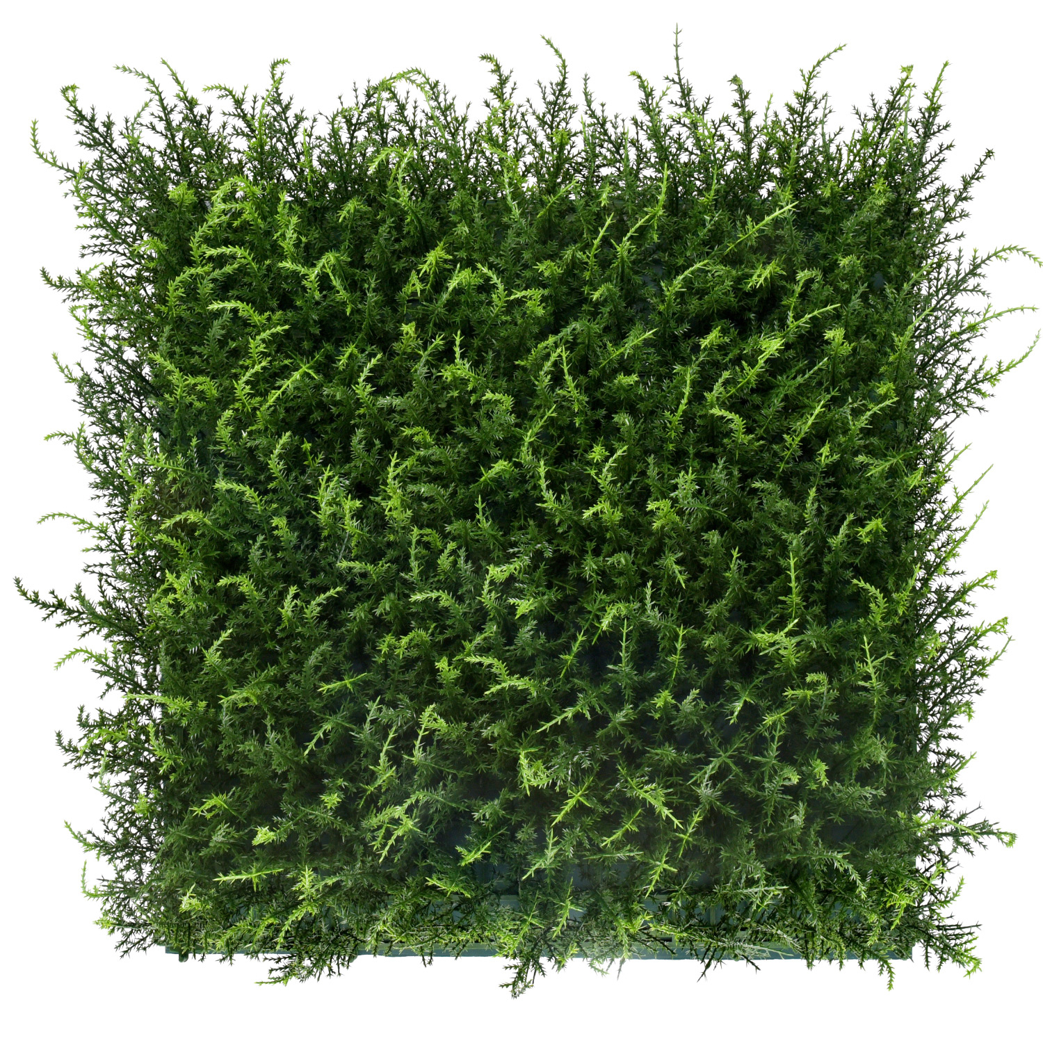 halepensis_1