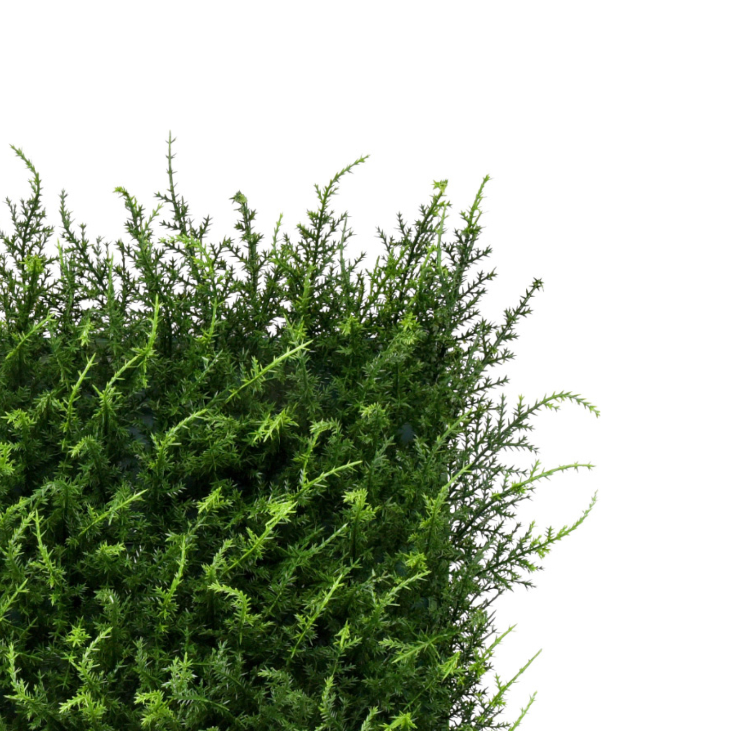 halepensis_3
