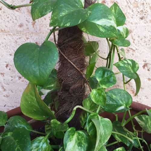 Tutor-Musgo-de-Coco-80cm-(Ø45mm)