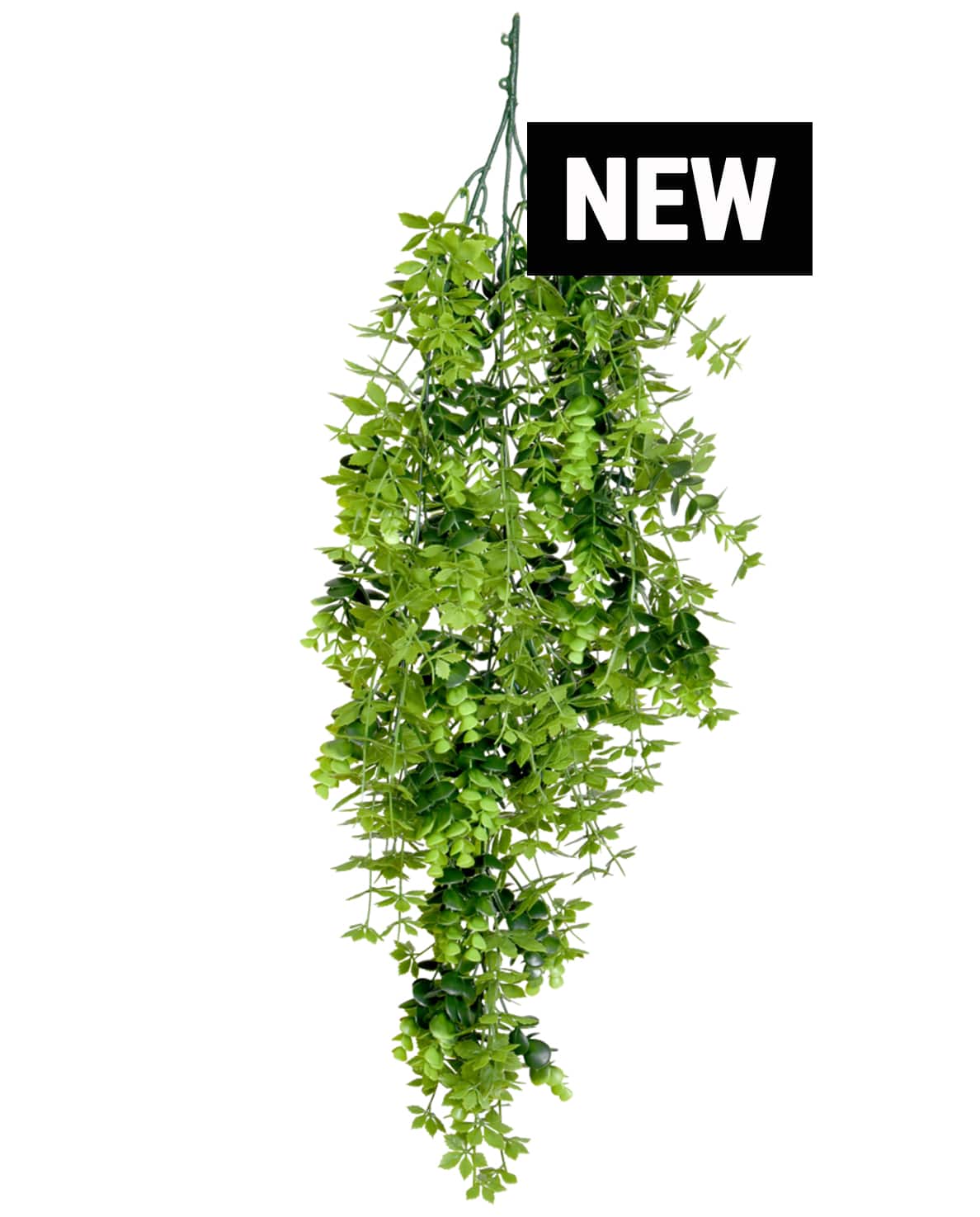 EUCALIPTO_NEW