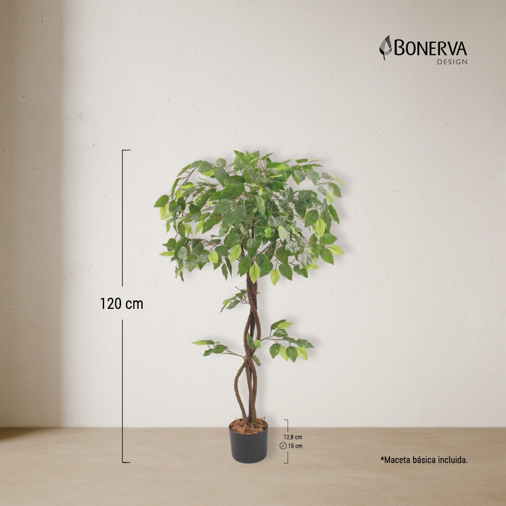 P_MEDIDAS_FICUS_DECO_120