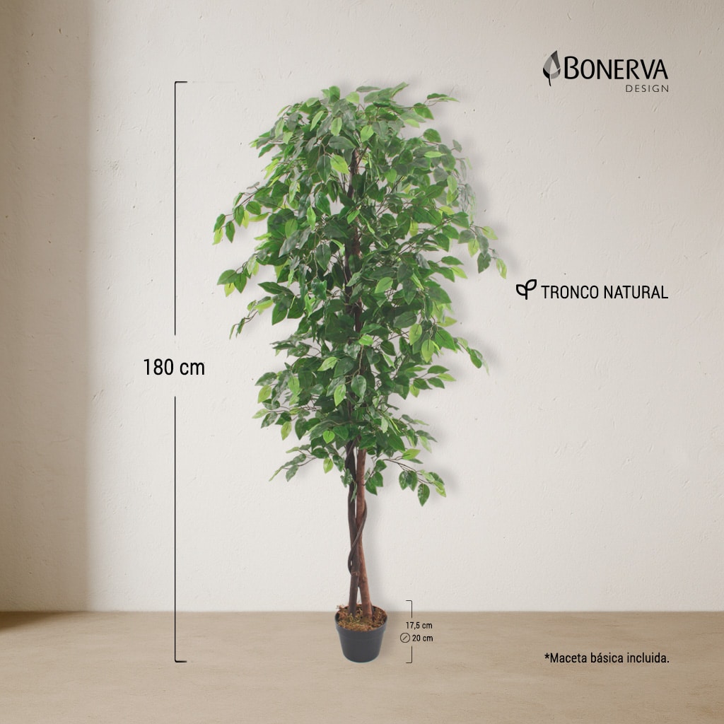 P_MEDIDAS_FICUS_NATURE_180