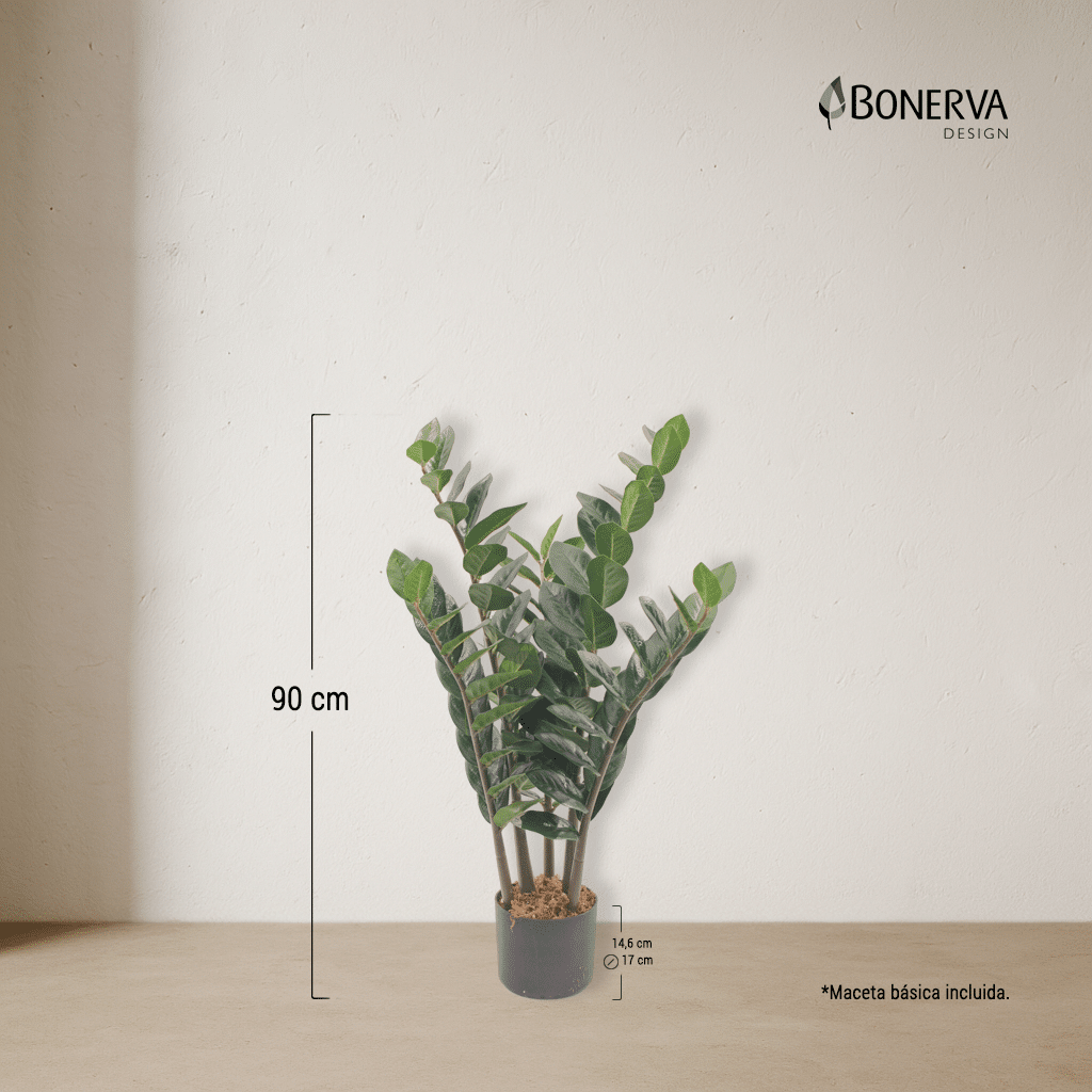 P_MEDIDAS_ZAMIOCULCA_DECO_90